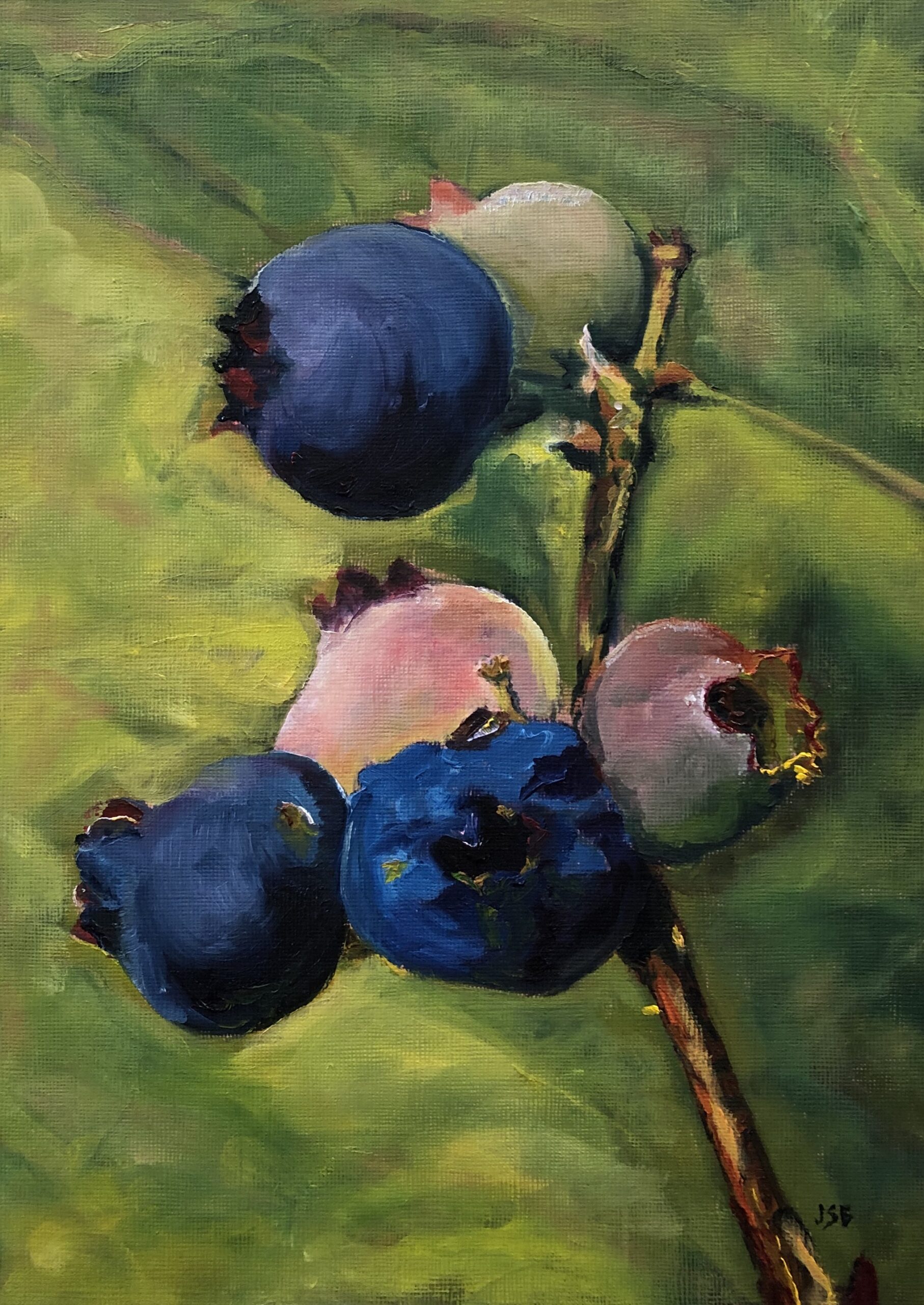 Blueberries on Mansfield